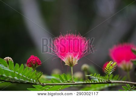 Albizia Julibrissin Blooming Away In A Nice Soft Green Blurry Background