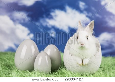 Easter Rabbit In A Shell Of Eggs. Colorful Eggs. Green Grass, Flowers.