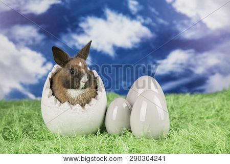 Easter Rabbit In A Shell Of Eggs. Colorful Eggs. Green Grass, Flowers.