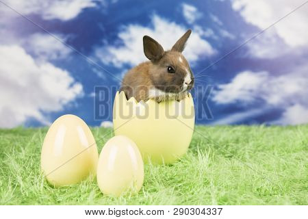 Easter Rabbit In A Shell Of Eggs. Colorful Eggs. Green Grass, Flowers.