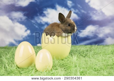 Easter Rabbit In A Shell Of Eggs. Colorful Eggs. Green Grass, Flowers.