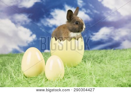 Easter Rabbit In A Shell Of Eggs. Colorful Eggs. Green Grass, Flowers.