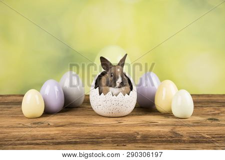 Easter Rabbit In The Shell Of Eggs. Colorful Eggs.