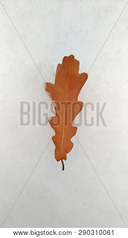 A Single Sheet Of Oak Lies On A White Background, Snow.