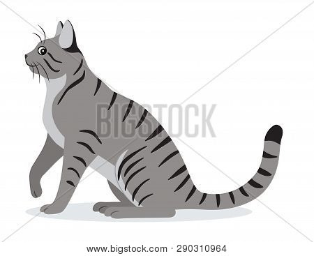 Smooth Coated Tabby Cat With Long Tail Icon, Cute Gray Pet, Domestic Animal, Vector Illustration
