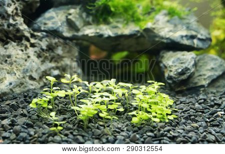 Cuba Aquatic Plant In Freshwater Aquarium. Hemianthus Callitrichoides.