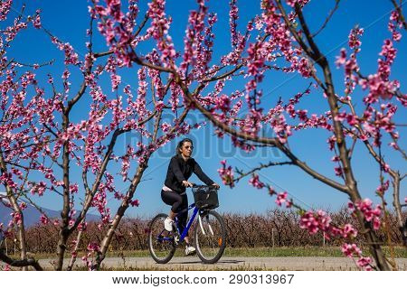 Cycling On The Flowering Peach Trees In The Veria Plain, Organized For The Third Time By The Veria T
