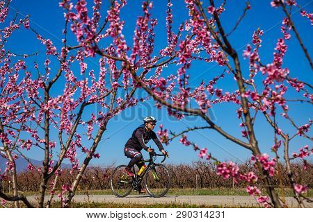 Cycling On The Flowering Peach Trees In The Veria Plain, Organized For The Third Time By The Veria T