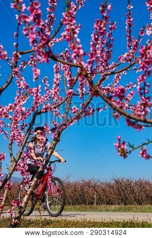 Cycling On The Flowering Peach Trees In The Veria Plain, Organized For The Third Time By The Veria T