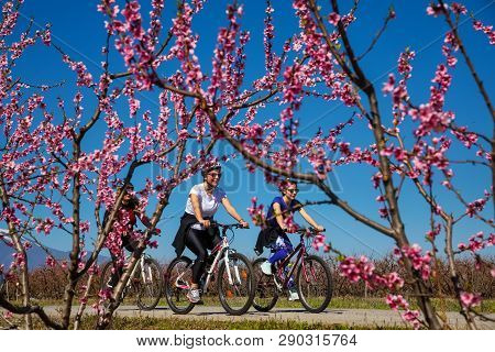 Cycling On The Flowering Peach Trees In The Veria Plain, Organized For The Third Time By The Veria T