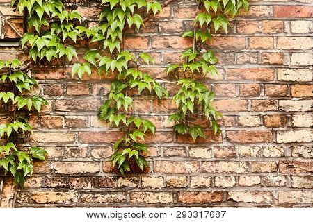 Ivy grown all over an old wall