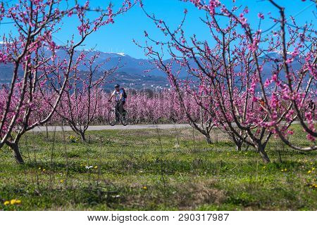 Cycling On The Flowering Peach Trees In The Veria Plain, Organized For The Third Time By The Veria T