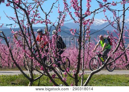 Cycling On The Flowering Peach Trees In The Veria Plain, Organized For The Third Time By The Veria T