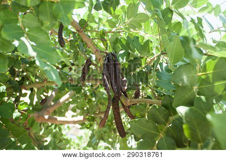 Carob Tree. Healthy Organic Sweet Carob Pods With Seeds And Leaves. Healthy Eating