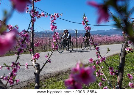 Cycling On The Flowering Peach Trees In The Veria Plain, Organized For The Third Time By The Veria T