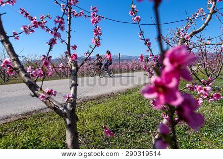 Cycling On The Flowering Peach Trees In The Veria Plain, Organized For The Third Time By The Veria T