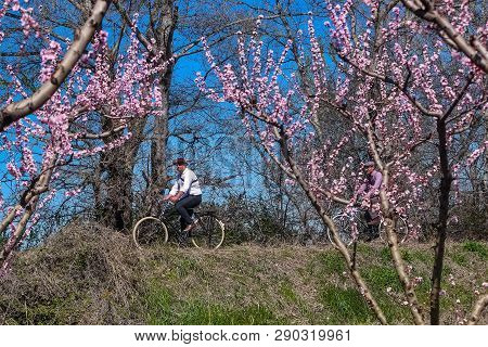 Cycling On The Flowering Peach Trees In The Veria Plain, Organized For The Third Time By The Veria T