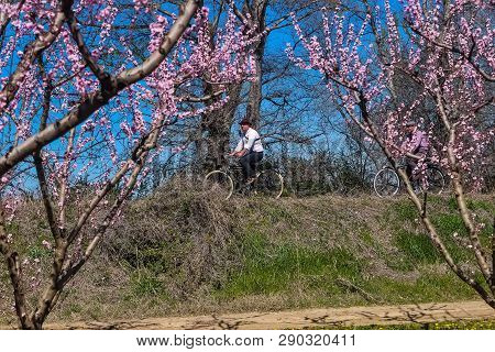 Cycling On The Flowering Peach Trees In The Veria Plain, Organized For The Third Time By The Veria T