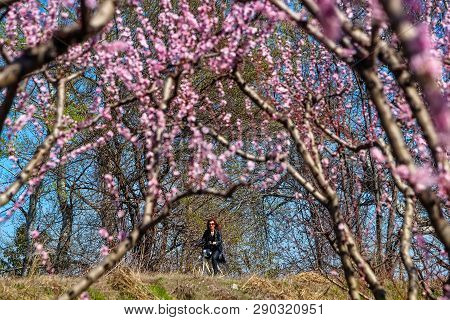 Cycling On The Flowering Peach Trees In The Veria Plain, Organized For The Third Time By The Veria T