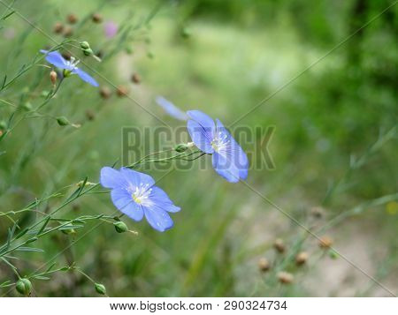 Flax Flowers In A Green Forest. Linum Perenne In Sunny Day, Spring Season, Wildflowers For Nature Ba