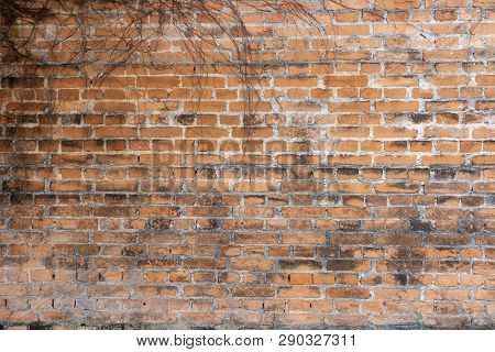 The Wall Is Made Of Brick And Then Painted In White. There Are Creepers On The Left Wall. This Wall