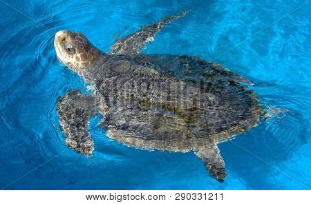 Turtle Swimming In Project Tamar Tank At Praia Do Forte, Brazil