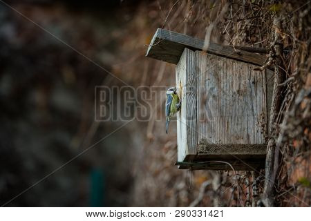 Blue tit Parus caeruleus on a bird house it inhabits - feeding the young. Shallow depth of field and background blurred