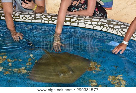 People Caressing Breed Fish On Project Tamar Tank At Praia Do Forte In Brazil