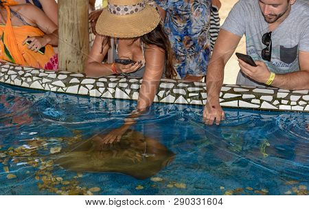 People Caressing Breed Fish On Project Tamar Tank At Praia Do Forte In Brazil