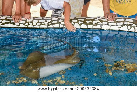 Praia Do Forte, Brazil - 31 January 2019: Children Caressing Breed Fish On Project Tamar Tank At Pra