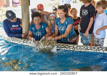 Woman Who Feeds The Breed Fish On Project Tamar Tank At Praia Do Forte In Brazil