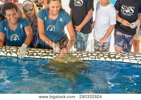 Woman Who Feeds The Breed Fish On Project Tamar Tank At Praia Do Forte In Brazil
