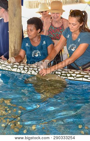 Woman Who Feeds The Breed Fish On Project Tamar Tank At Praia Do Forte In Brazil