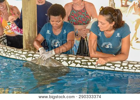 Woman Who Feeds The Breed Fish On Project Tamar Tank At Praia Do Forte In Brazil