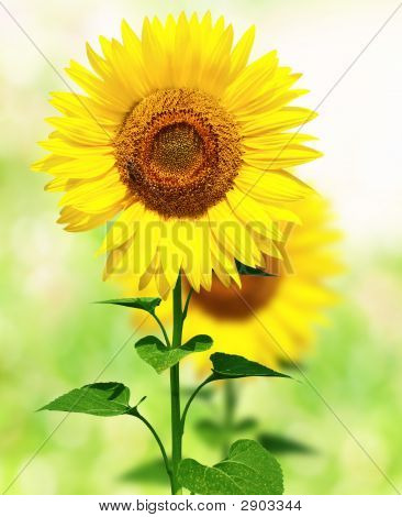 Girasoles