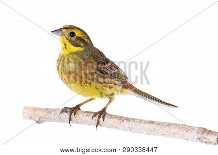 Yellowhammer (emberiza Citrinella)