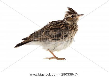 Wood Lark
