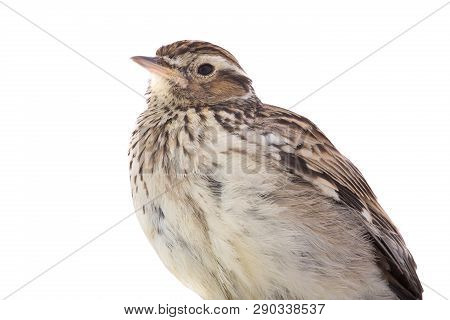Wood Lark