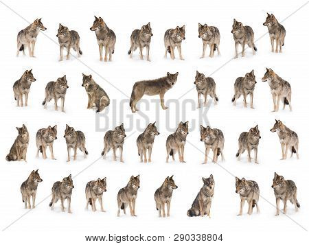 Collage Of Wolves  (canis Lupus) Isolated On Snow On A White Background