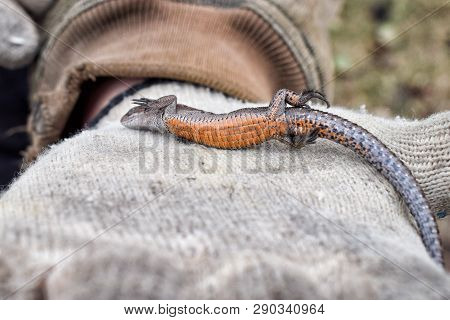 Belly Of Sleepy Lizard On Hand With Glove Closeup Orange Animal
