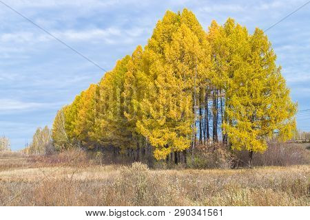 Row Of Yellow Larch With Cloudy Sky Nature