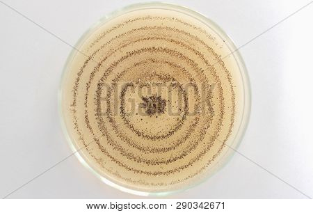 Colletotrichum Capsici On Pda Media In Plate, Anthracnose Pepper Disease On White Background.
