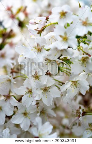 White Flowers Of Prunus Nipponica Or Japanese Alpine Cherry Shrub Which Originates From The Islands