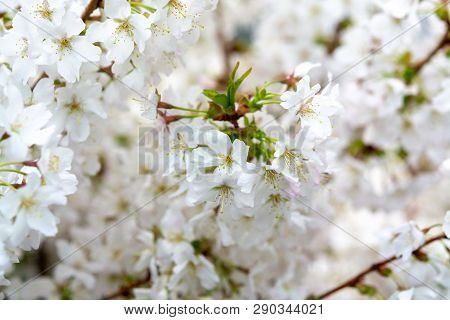 White Flowers Of Prunus Nipponica Or Japanese Alpine Cherry Shrub Which Originates From The Islands