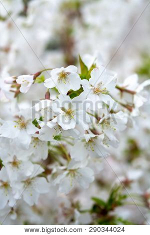 White Flowers Of Prunus Nipponica Or Japanese Alpine Cherry Shrub Which Originates From The Islands