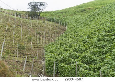 Bean Plantation In The Mountains Of Colombia
