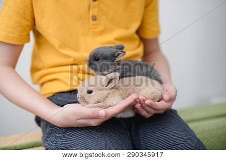 Two Bunny Babies In The Hands Of The Boy.