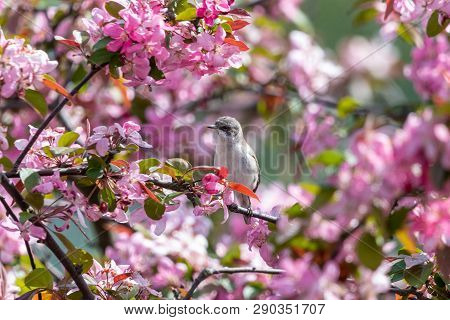 Little Bird Among Pink Flowers Of Blooming Apple Tree. Lesser Whitethroat (sylvia Curruca) Perching 