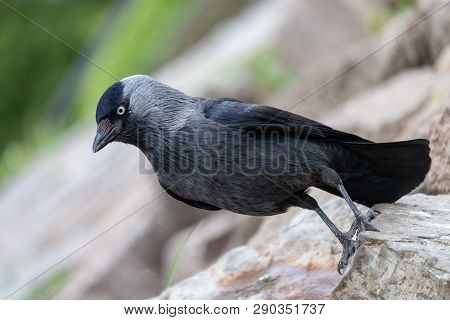 Close-up Portrait Of European Jackdaw Sitting On A Stone. Eurasian Or Western Jackdaw (coloeus Moned