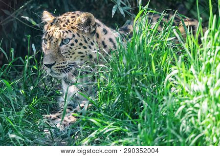 Amur Leopard Lies In Wait Among Green Grass. Wild Big Cat With Black Spots (panthera Pardus Oriental